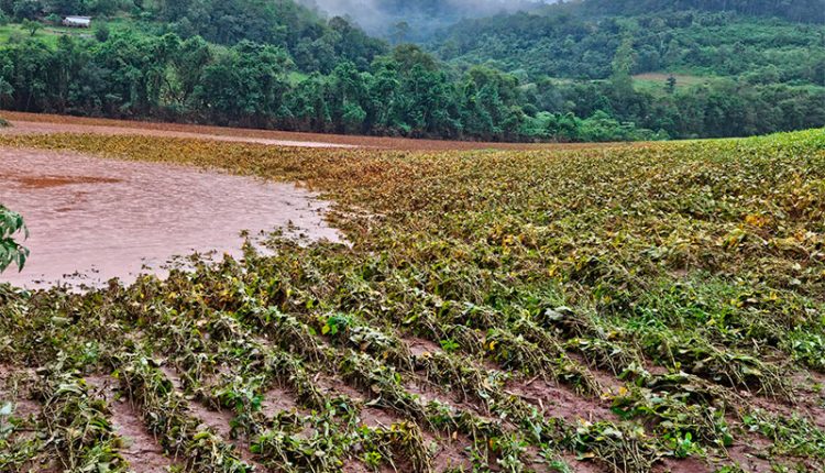 Emater/RS: Chuvas torrenciais e enchentes afetam produção agropecuária no RS