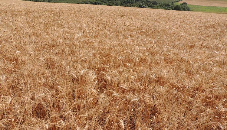 De olho na produtividade, produtores de trigo investem em fertilizantes minerais para nutrição do solo