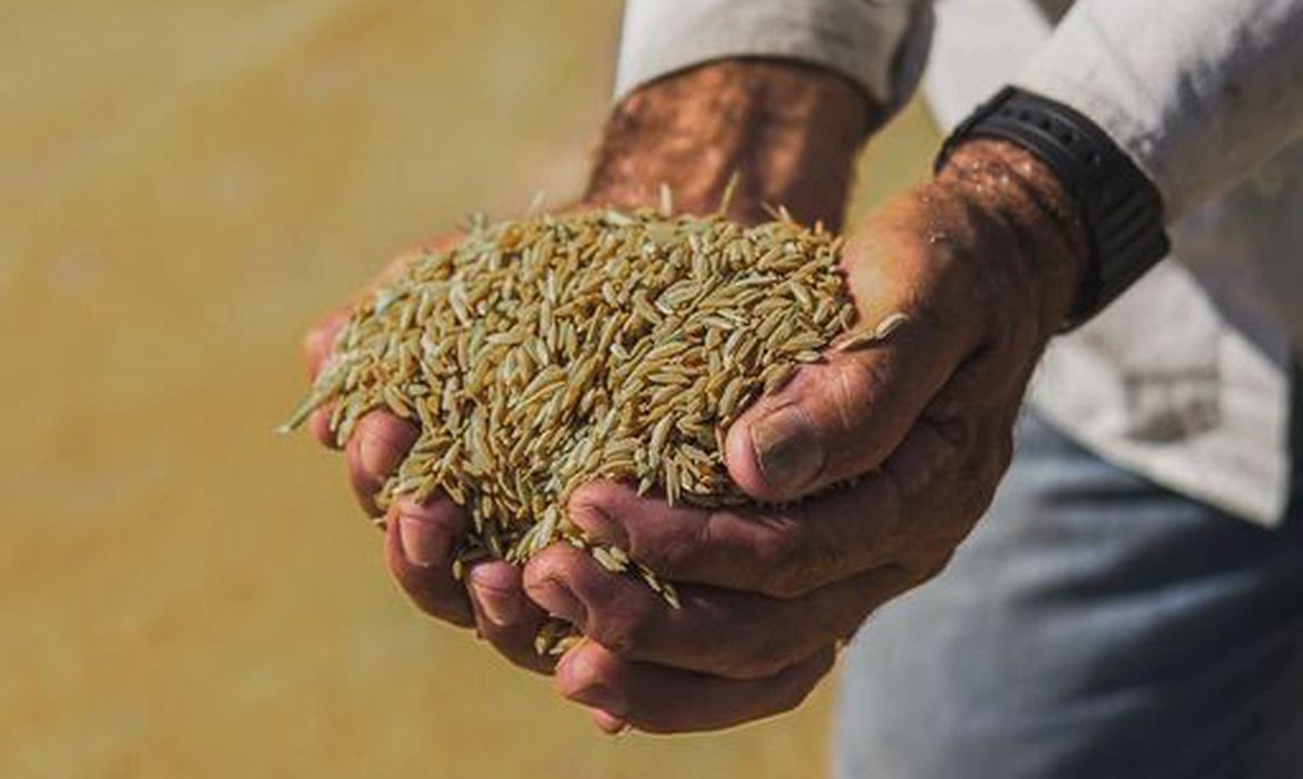 Governo libera importação de arroz para socorrer o Rio Grande do Sul