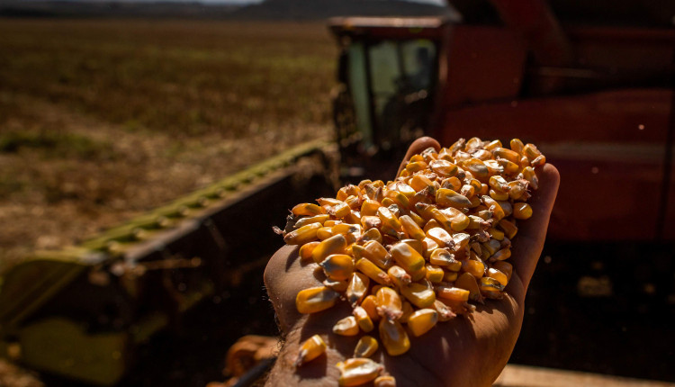 USDA prevê redução na produção mundial de milho para 2024/25