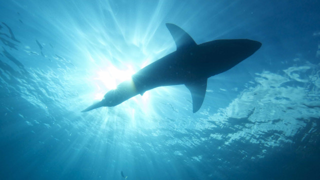 "Tive muita sorte": homem sobrevive a ataque de dois tubarões nas Bahamas