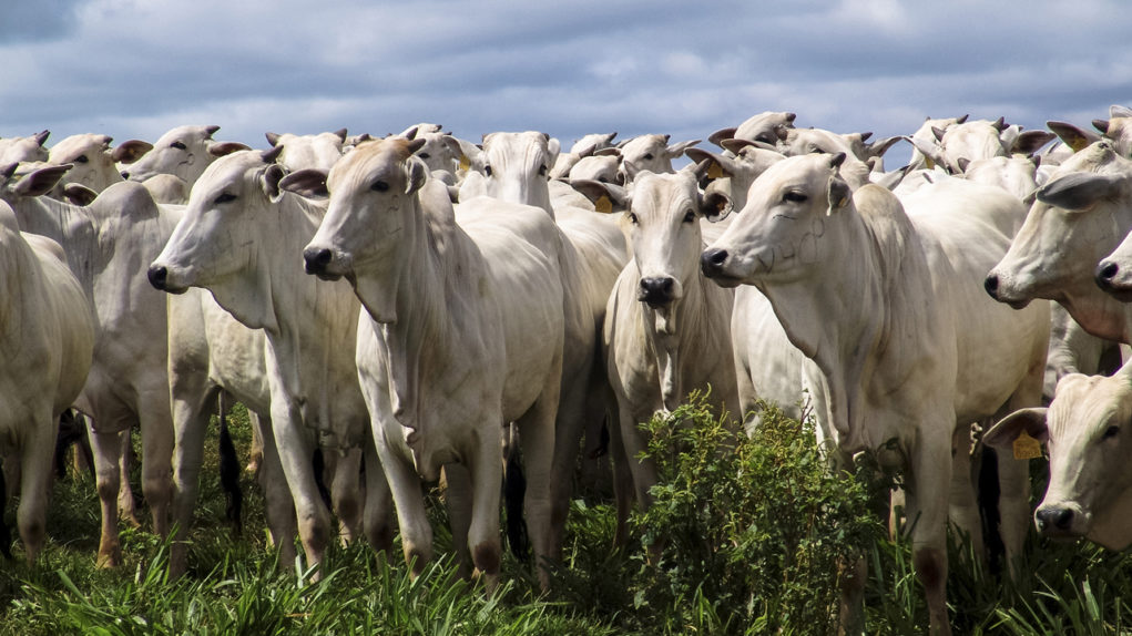 Problemas de cascos compromete saúde e bem-estar de bovinos