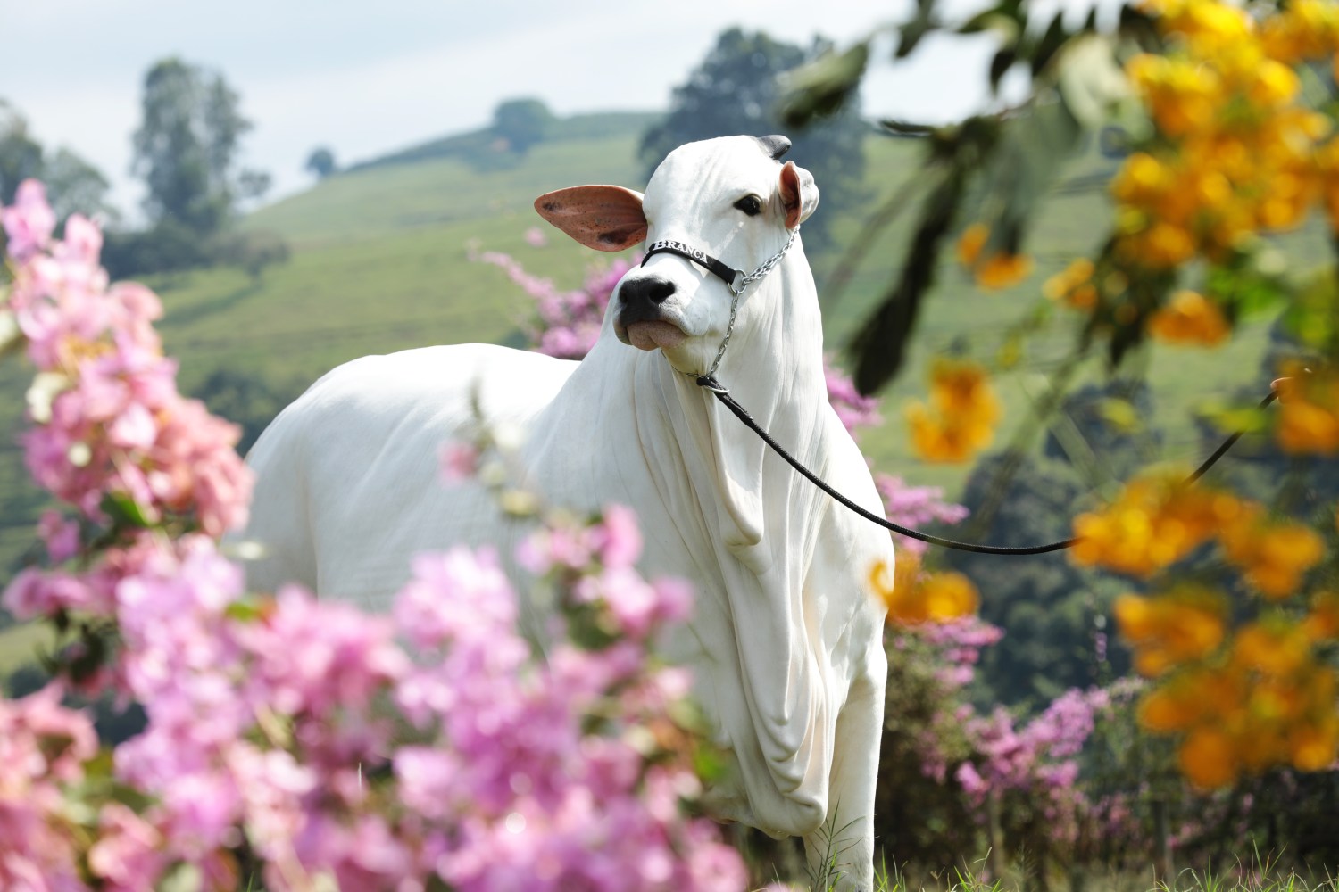 Vaca Nelore, a ‘mãe’ perfeita para pecuária brasileira