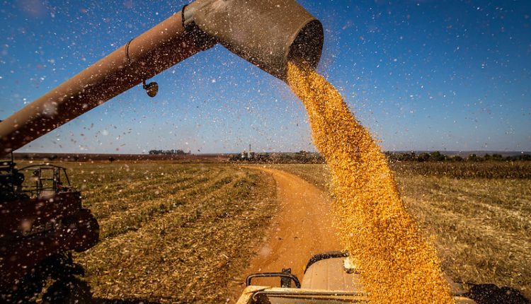 Preços do milho iniciam maio mais firmes