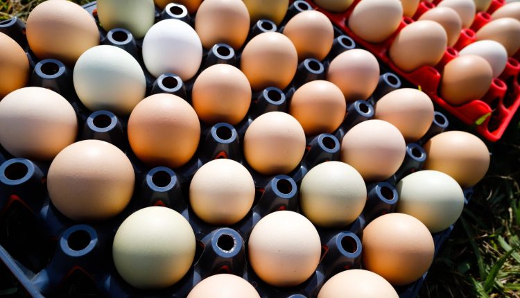 Problemas logísticos impactam distribuição de ovos no Rio Grande do Sul