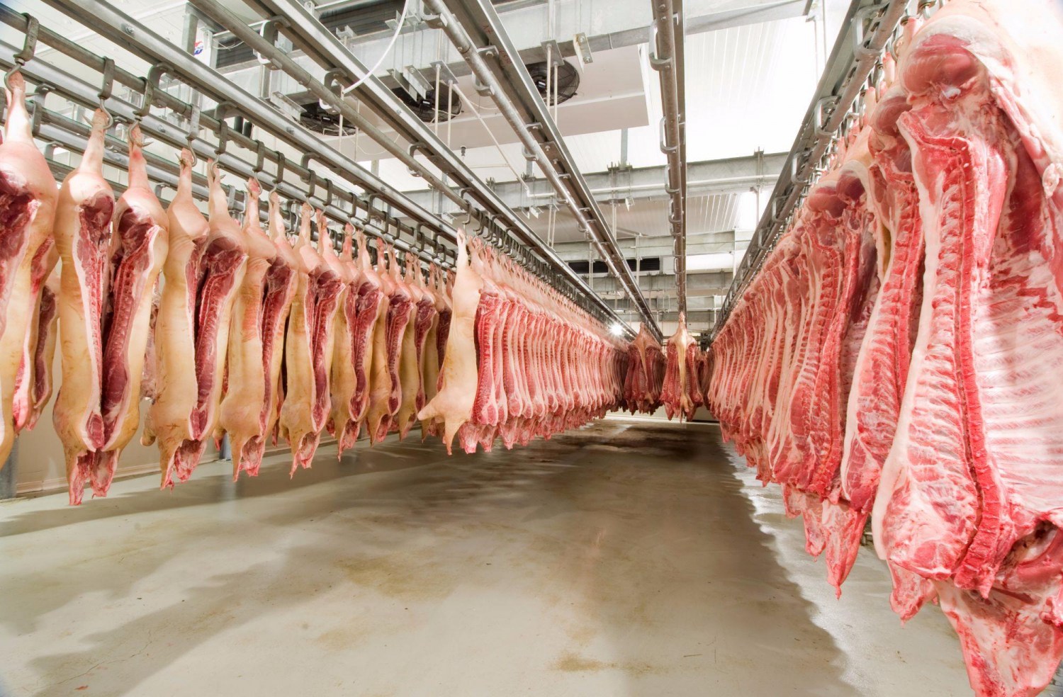 Exportações de carne suína brasileira aumentam 7,8%