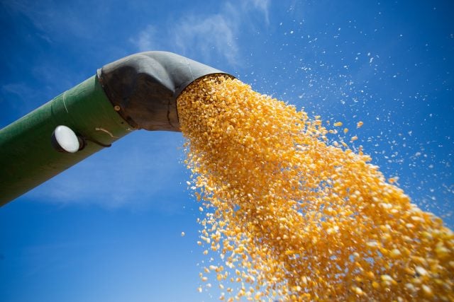 Pré-Rally estima uma queda de 10,5% na 2º safra de milho em comparação com 22/23