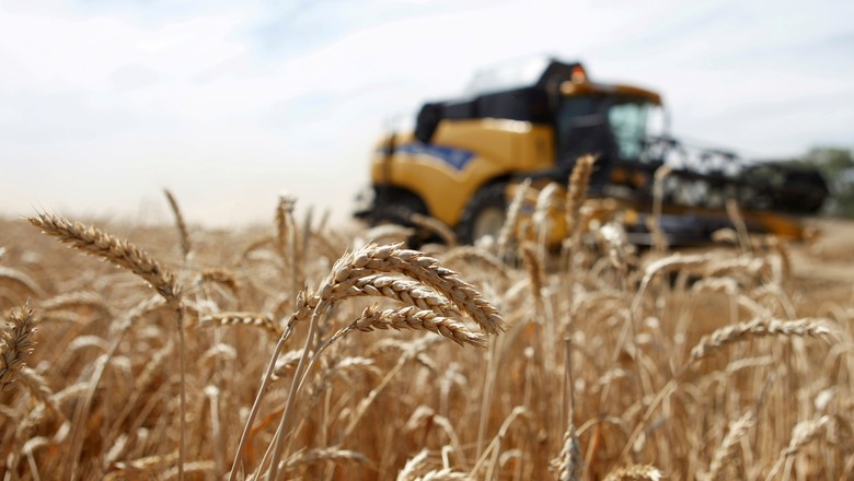 Preços do trigo no Brasil são os mais altos desde julho de 2023