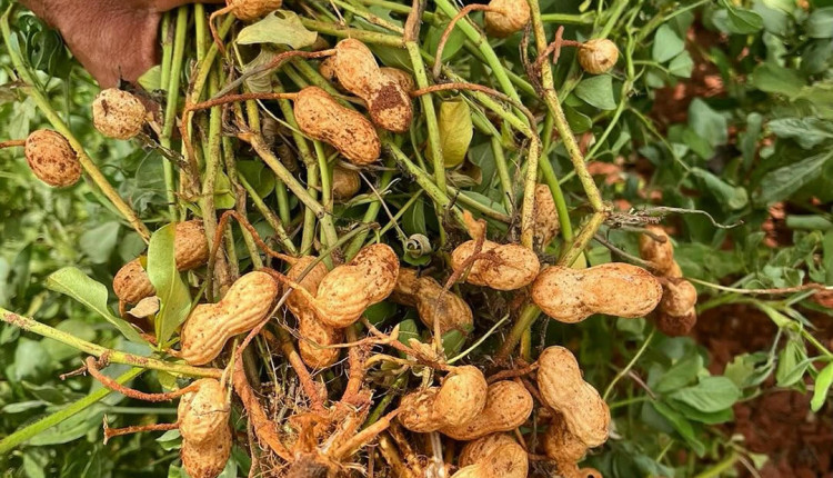 Em clima de festas juninas, amendoim tem maior área plantada no PR em 12 anos