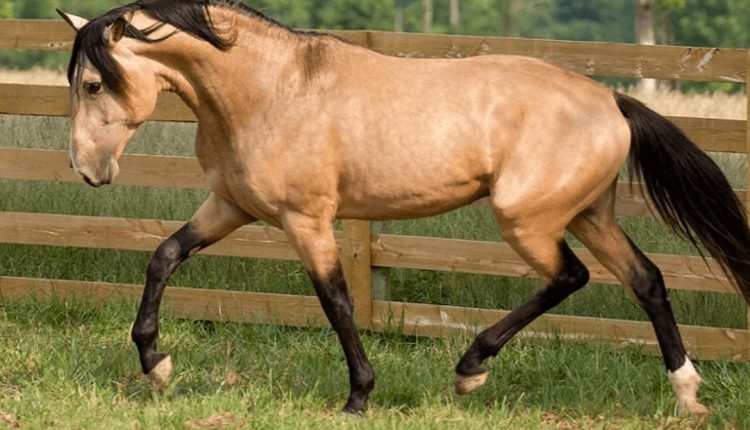 Cavalo Marajoara, raça encantadora corre risco de extinção