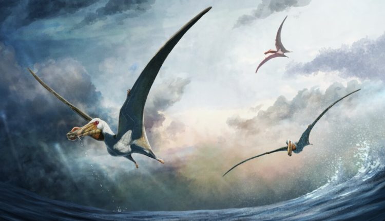 Fazendeiro descobre nova espécie de pterossauro na Austrália