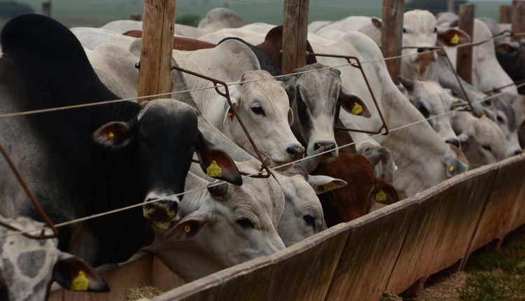 04 indicadores a serem monitorados em um confinamento de gado de corte