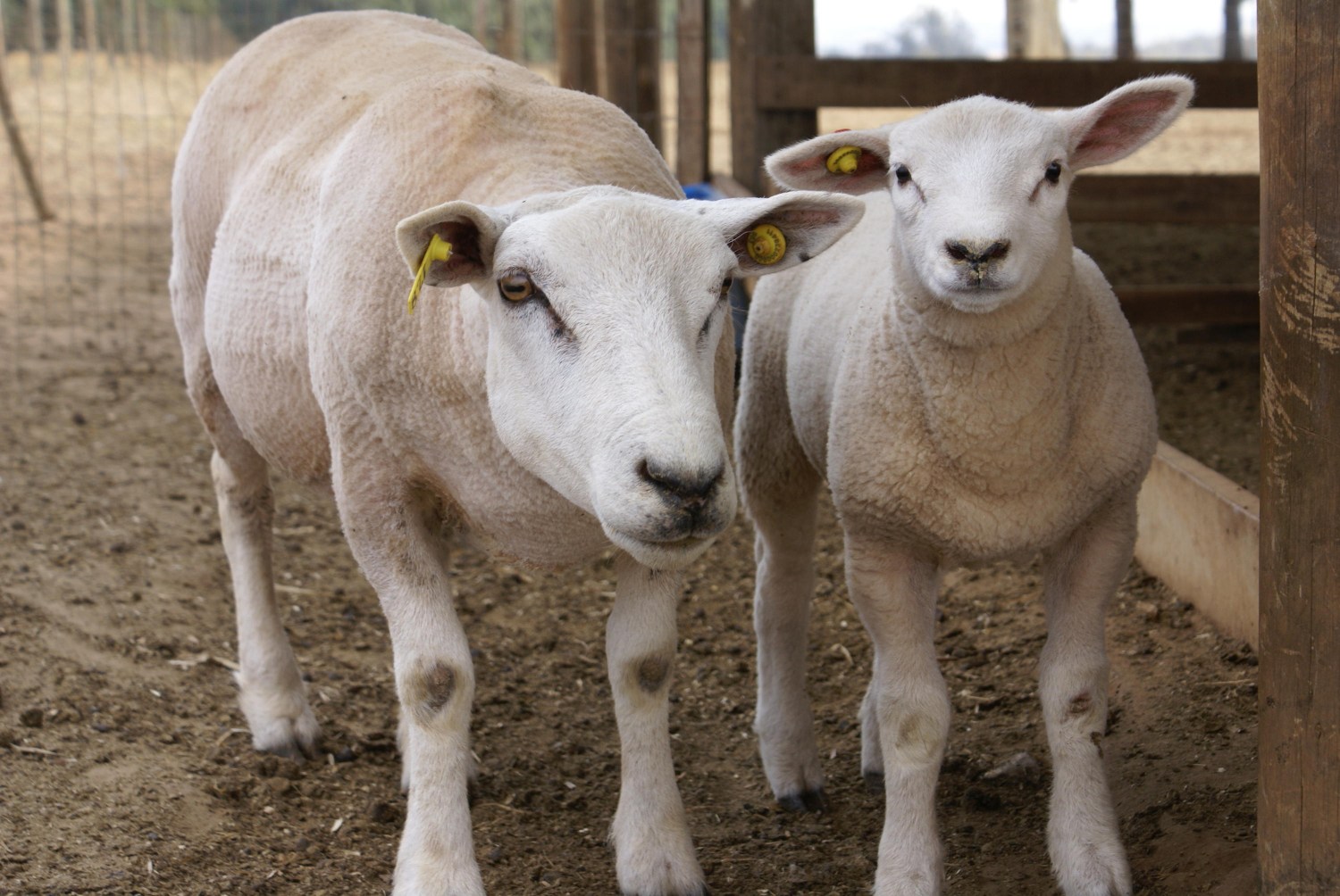 Cerca para carneiros: 6 critérios para escolher a ideal