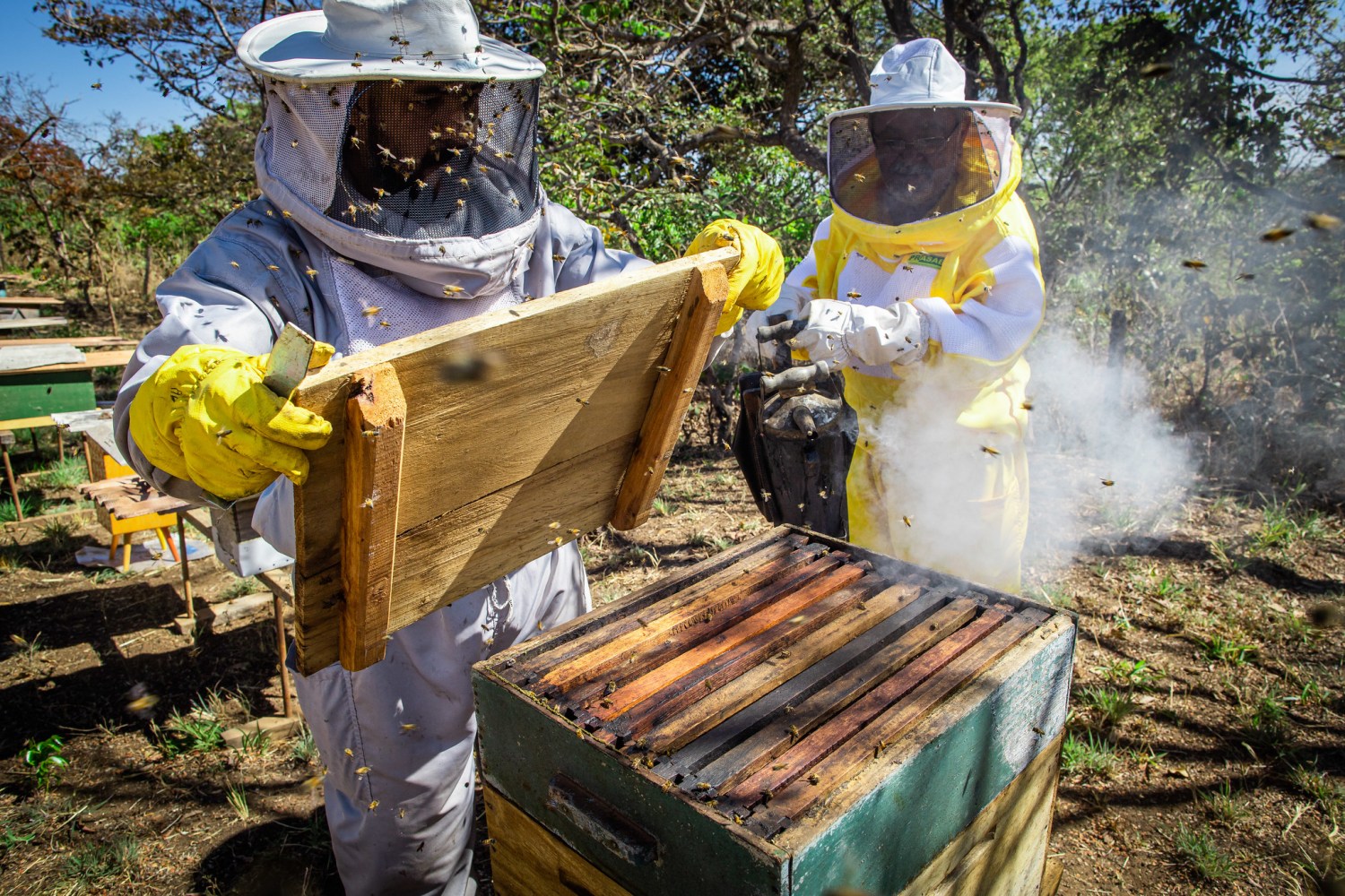 RS perdeu quase 17 mil colmeias de abelhas com enchentes