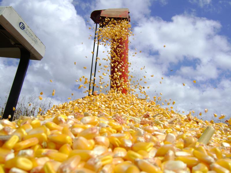 Colheita de milho segue intensa, mas negócios são lentos no spot