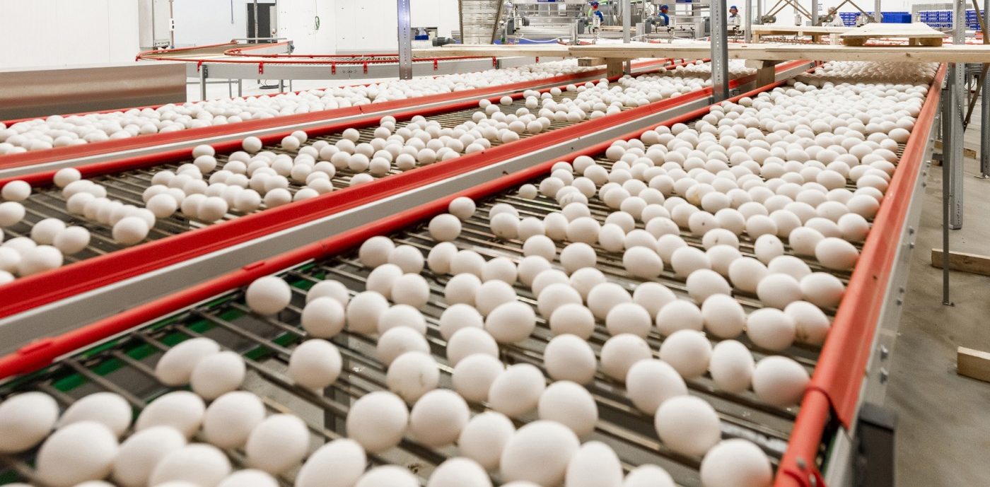 Mercado dos ovos se enfraquece na 2ª quinzena