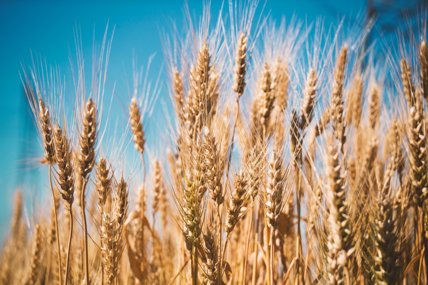 Cuidados na semeadura do trigo na Região Sul