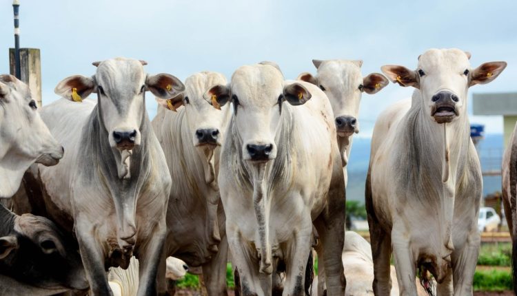 Embrapa inova ao lançar software de avaliação genética de bovinos