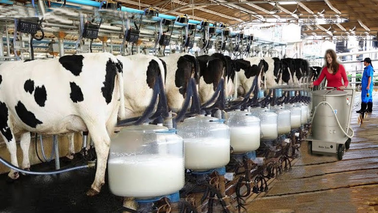 Desafios e possíveis soluções para os produtores de leite no Brasil