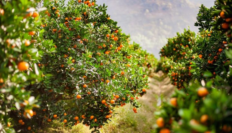 Quebra histórica na produção de laranja no Cinturão Citrícola