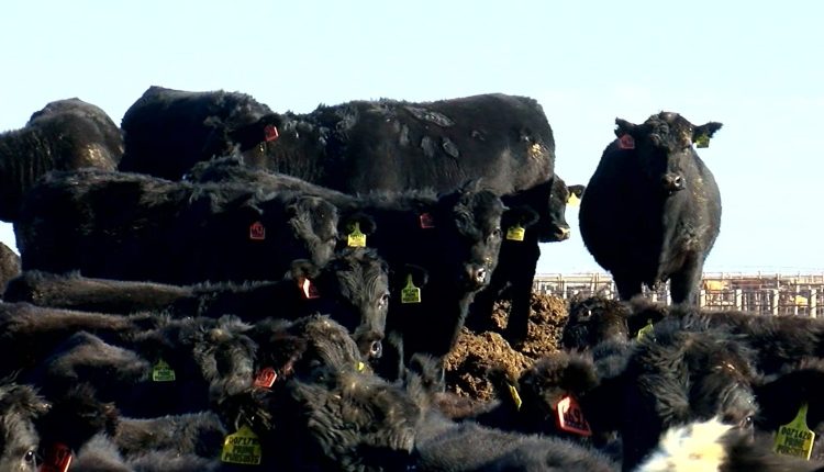 Pecuaristas montam confinamento para 150.000 bovinos com aposta no ‘beef-on-dairy’