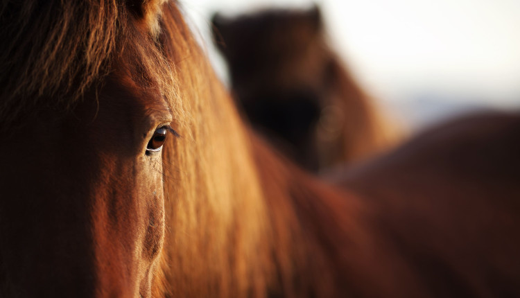Diabetes em cavalos: Dieta balanceada pode prevenir a doença