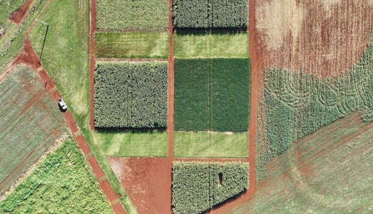 Brasil acelera para a certificação da soja baixo carbono