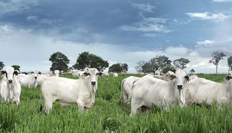 Principais fatores para o gado ganhar peso no pasto