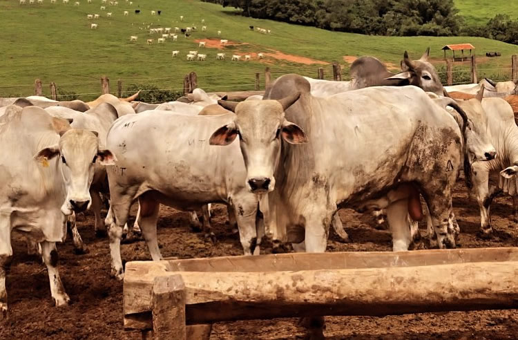 Gangrena gasosa mata bovinos em 48 horas, alerta veterinário  