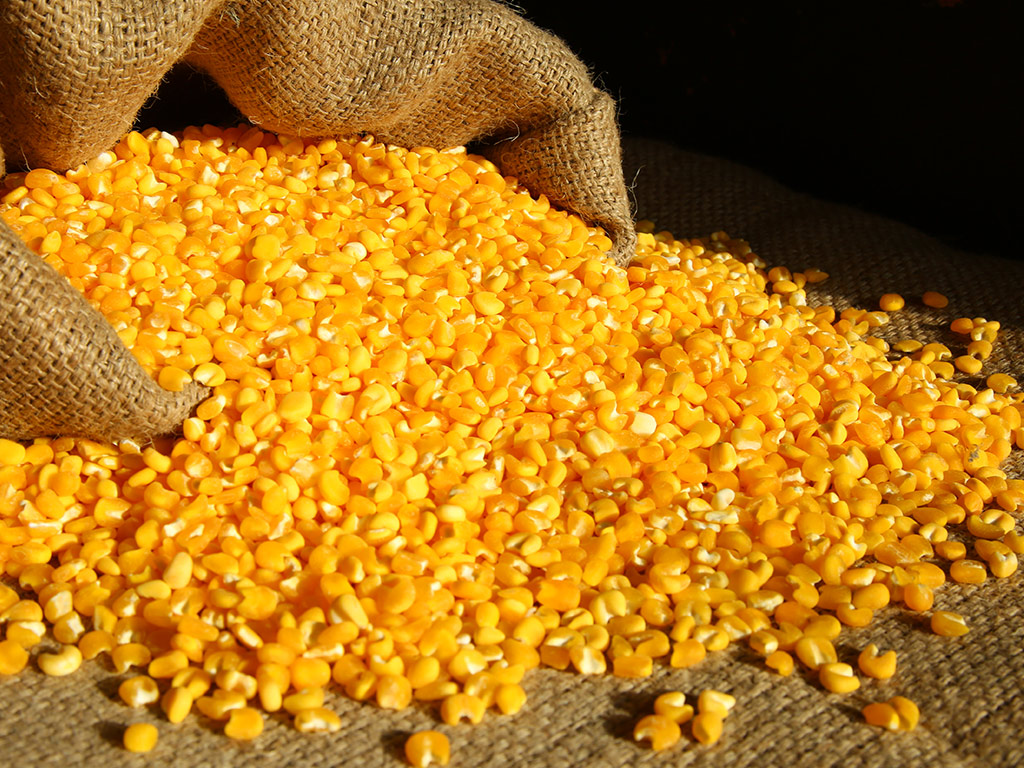 Maior oferta mantém preços do milho em queda