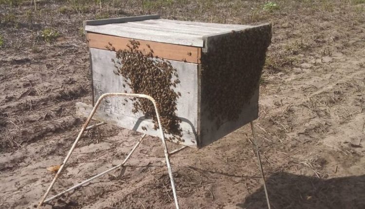 Agricultor diversifica produção com criação de abelhas, mas deriva de defensivos ameaça