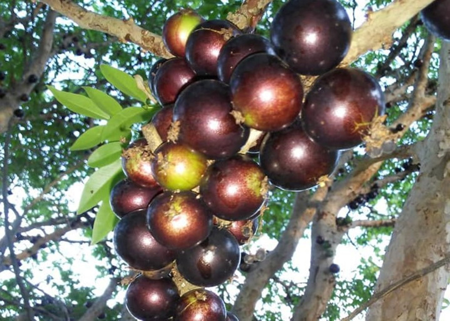 Jabuticaba: novo método otimiza extração de antioxidante e corante da casca da fruta