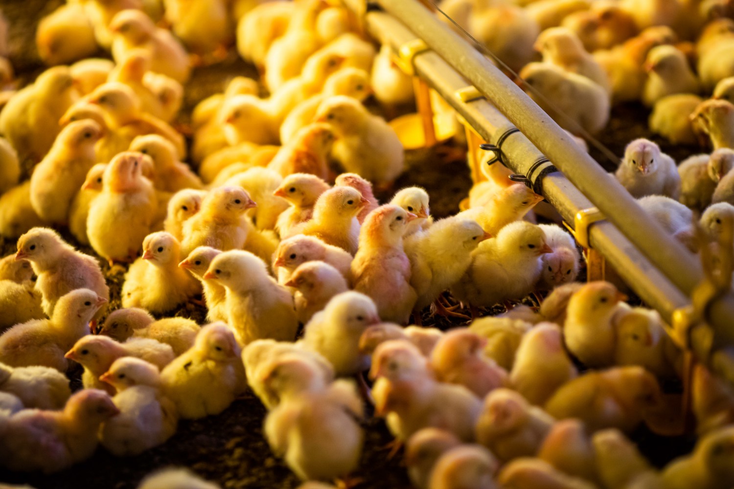 Abertura de mercado no México para material genético avícola do Brasil