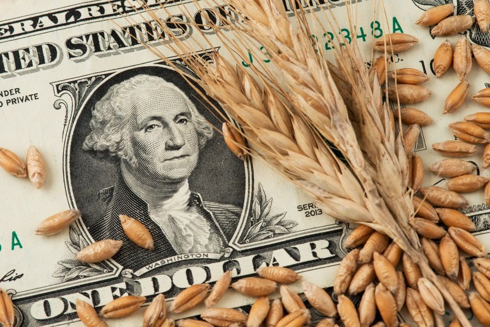 Baixa oferta e dólar sustentam alta de preços do trigo em julho