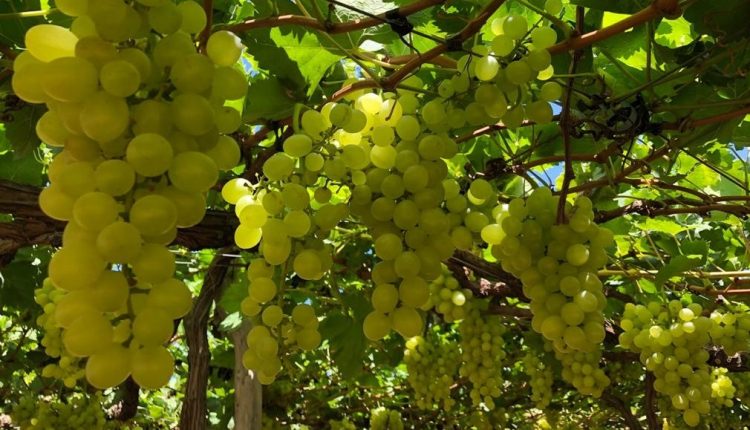 Com nova alta, uva branca sem semente bate recorde nominal