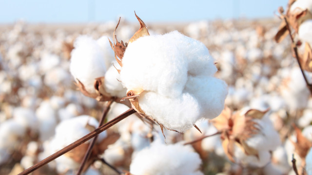 Brasil torna-se maior exportador mundial de algodão na safra 2023/24