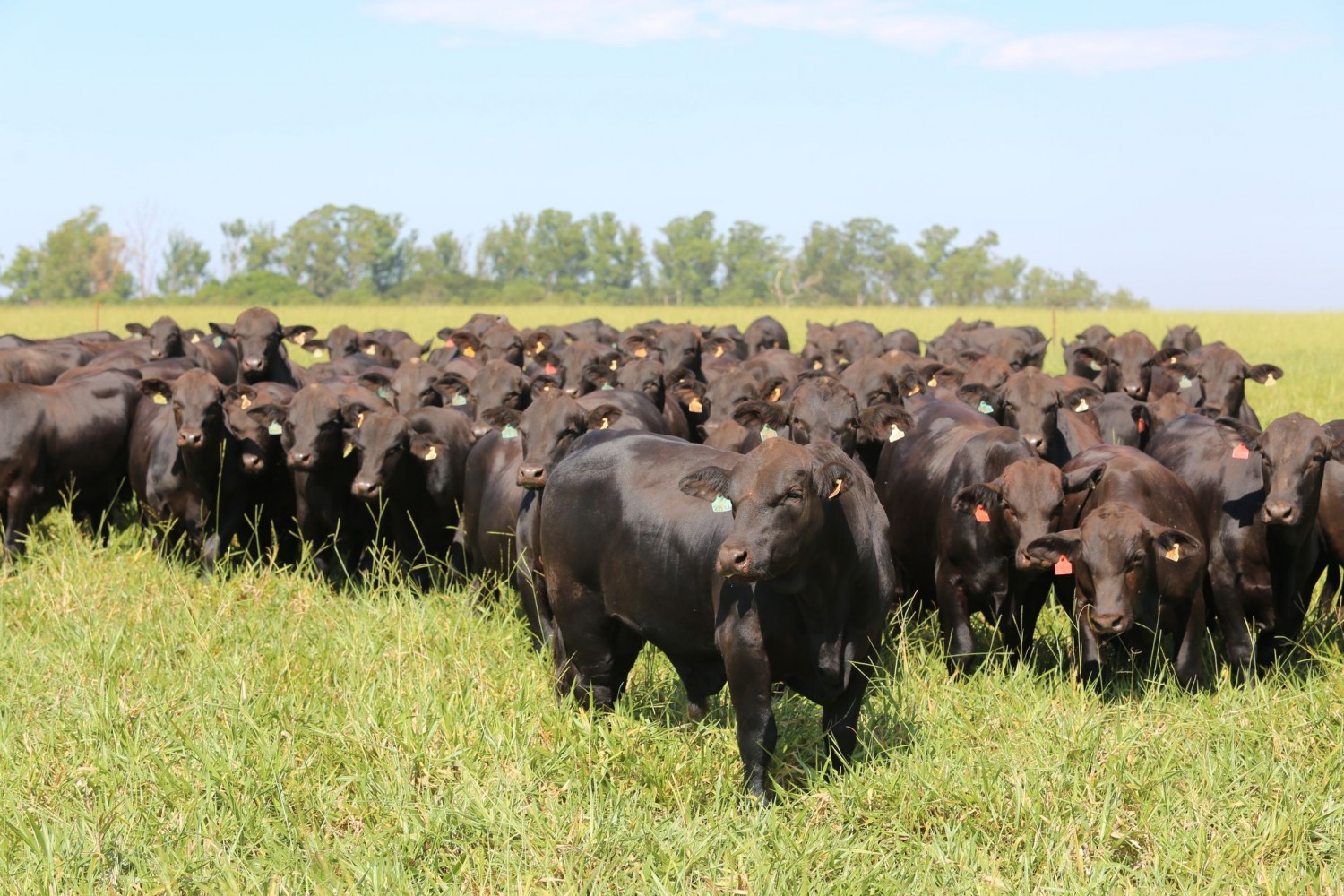 Com mais gado que gente, Montana consome carne bovina brasileira; Veja motivo