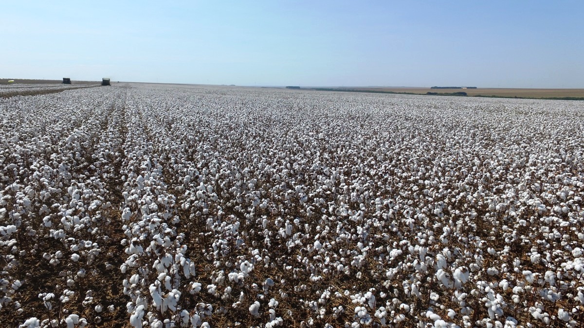 Chuva do início do ano favorece lavoura de algodão da BrasilAgro