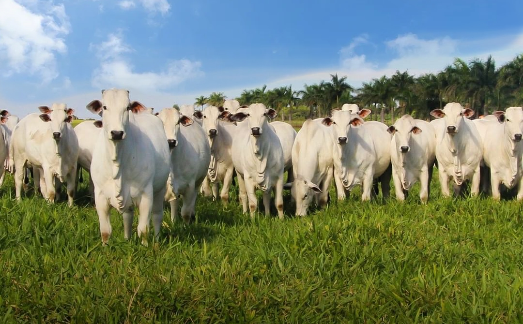 Valor da produção pecuária de MT registra aumento de 10,42% ante 2023