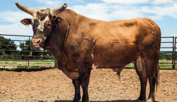Morre um dos maiores touros de rodeio do mundo, o Bushwacker
