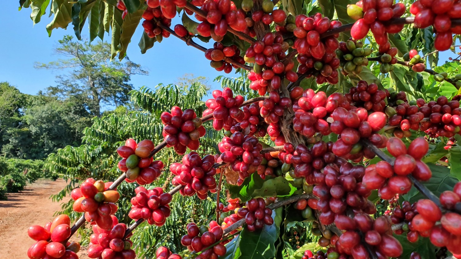 Governo destina R$ 6,8 bilhões para estimular o desenvolvimento da cafeicultura brasileira