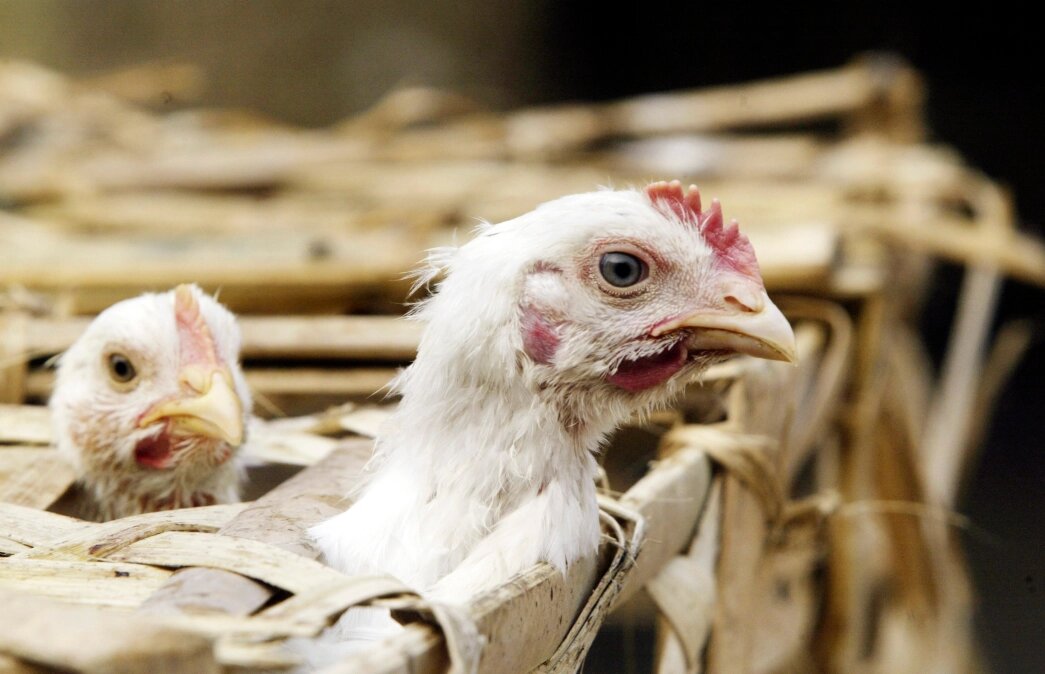 Gripe aviária: EUA detectam 4º caso em humanos após exposição a vacas leiteiras