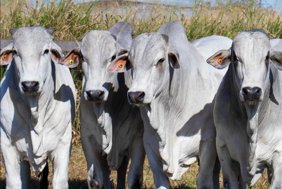 Abertura de mercado de bovinos e bubalinos para reprodução no Gabão