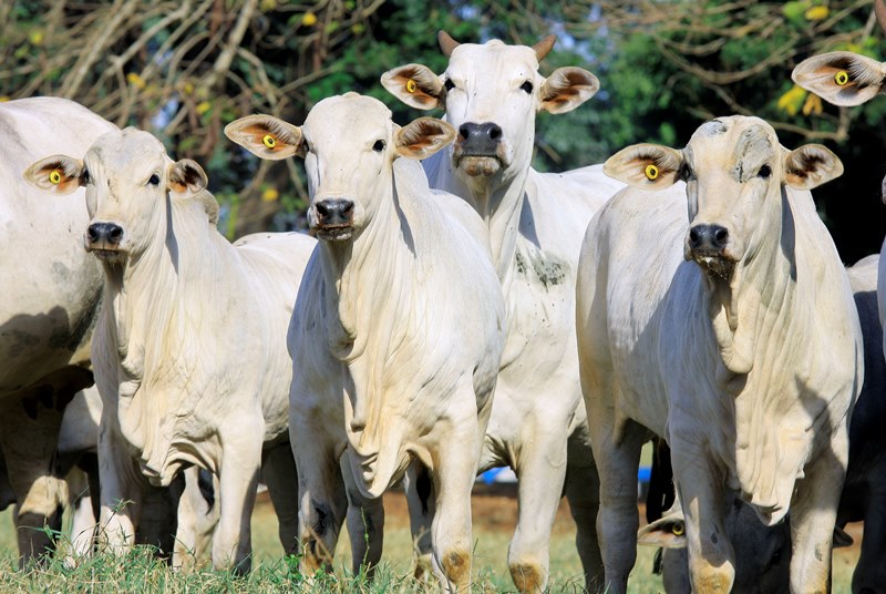 Pecuária pode produzir mais bezerros com menos vacas; Veja como