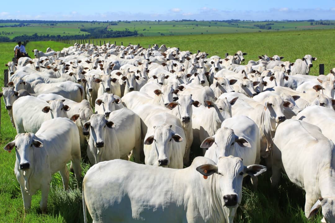 Marfrig anuncia emissão de R$ 500 milhões em debêntures para compra de bovinos