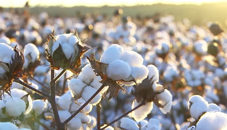 Brasil recebe missão global interessada na qualidade do nosso algodão