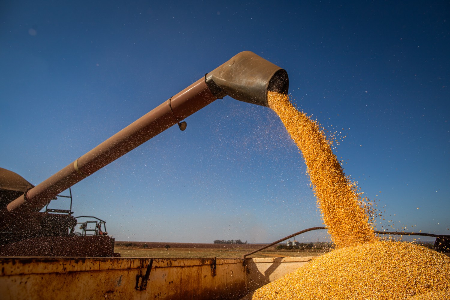País colheu 97,8% do milho verão da safra 2023/24, afirma Conab