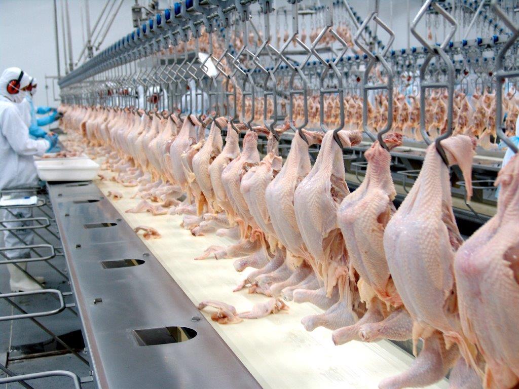 Newcastle: suspensão preventiva de exportação de frango diminui para 42 mercados