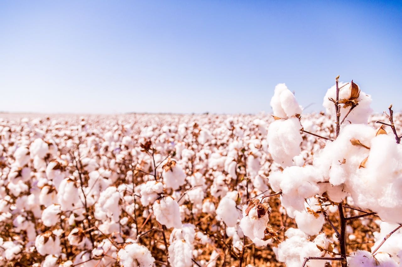 StoneX: Exportações de algodão ganham força, com expectativa de atingir 2,9 mi ton