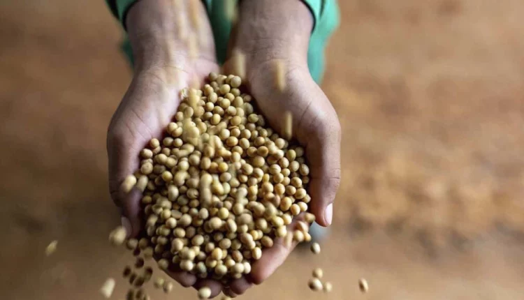 Agricultores familiares podem encaminhar propostas para compra e distribuição de sementes para Conab